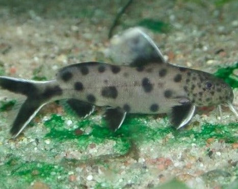 Synodontis - Petricola Catfish