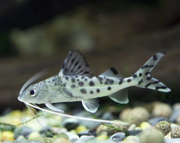 Pictus Catfish