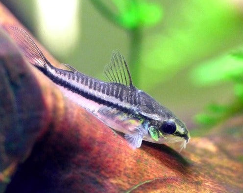 Pygmy Cory