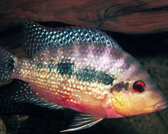Cribroheros Longimanus "Red Breast Cichlid"
