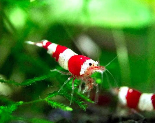 Red Crystal Shrimp