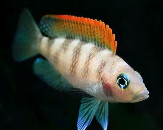 Neolamprologus Caudopunctatus "Red Fin"