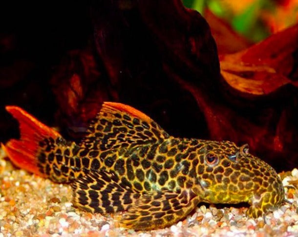 Red Fin Sternella Pleco - L114