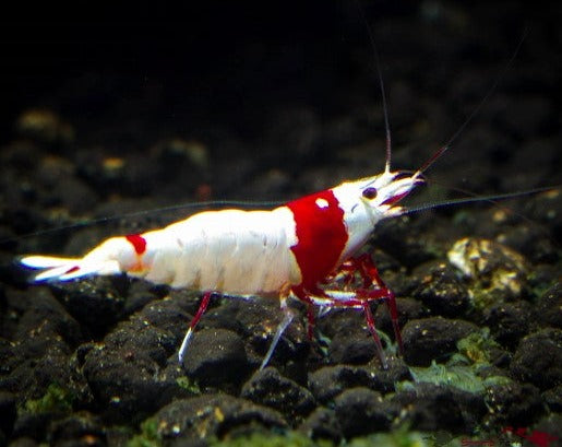 Pure Red Line Shrimp