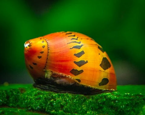 Red Onion Tiger Nerite Snail