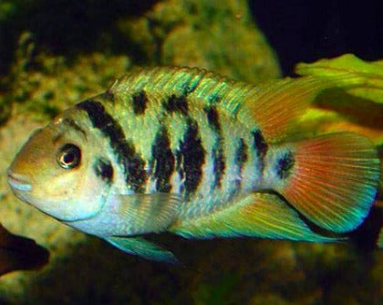 Amatitlania Sp. "Honduran Red Point"