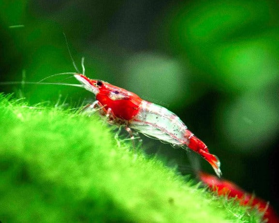 Red Rili Shrimp