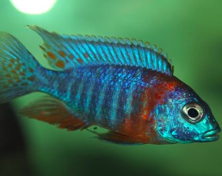 Aulonocara Hansbaenschi "Red Shoulder"