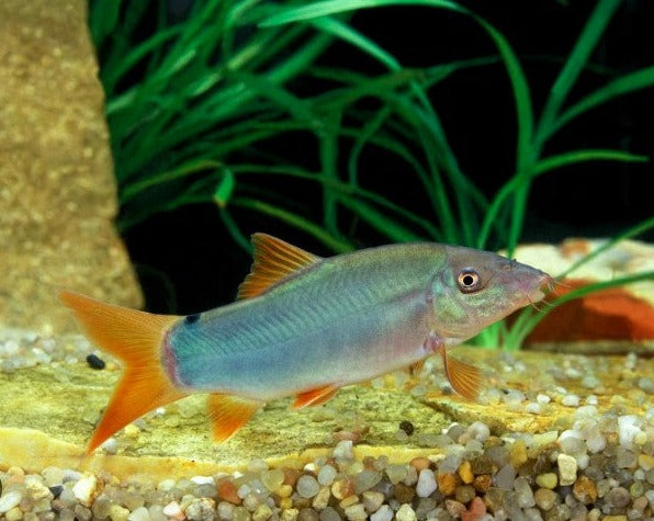 Red Tail Loach