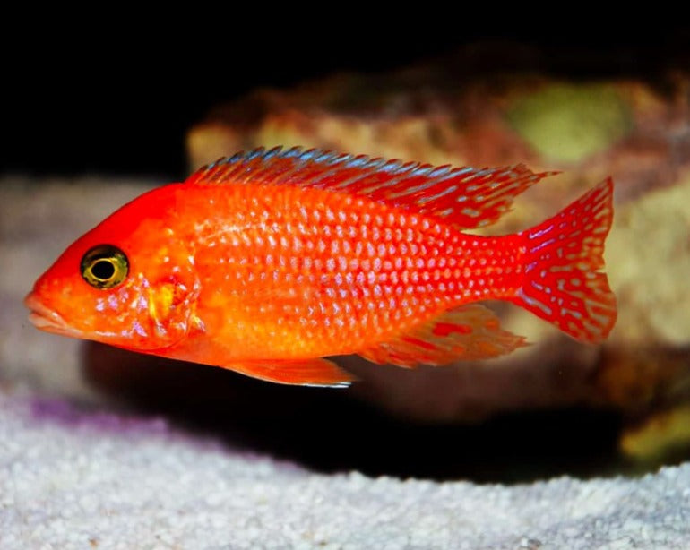 Metriaclima Estherea "Red Zebra"
