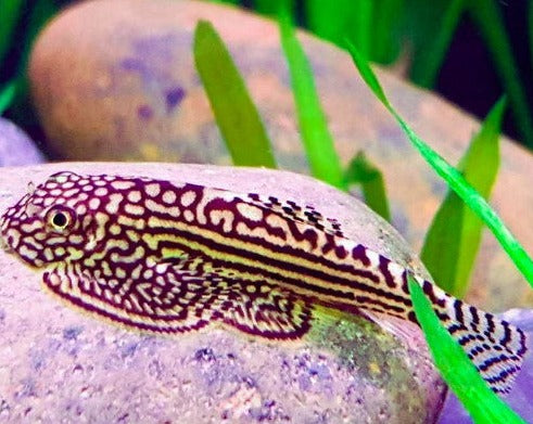 Hillstream Loach - Reticulated