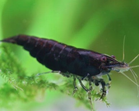 Black Rose Shrimp
