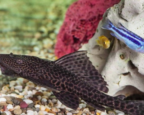 Rubberlip Pleco - Assorted Species
