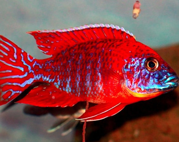 Aulonocara Sp. "Maleri Rubin Red"