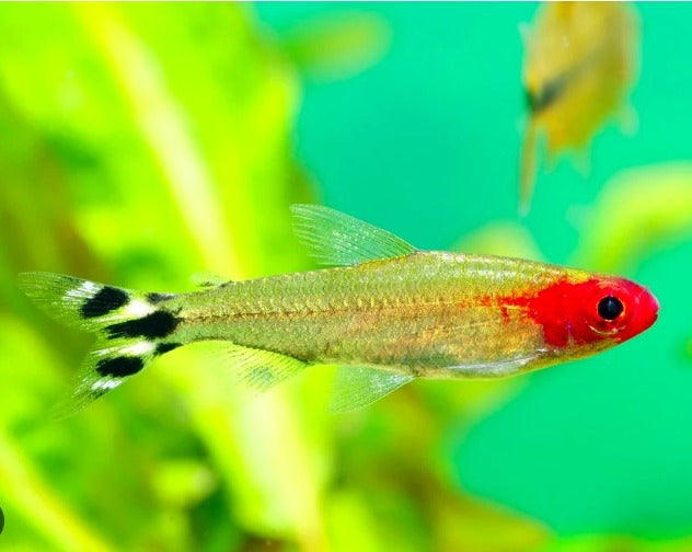 Rummynose Tetra