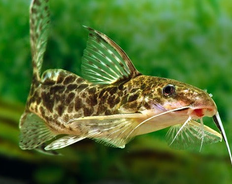 Synodontis - Scissortail Catfish