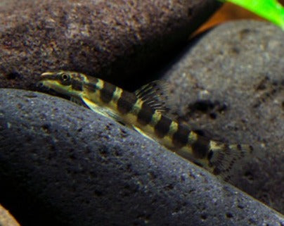 Serpent Loach