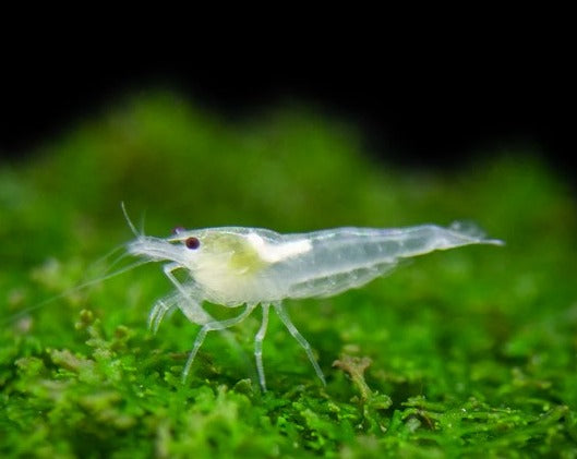 Snowball Shrimp