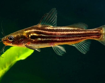 Golden Soldier Catfish