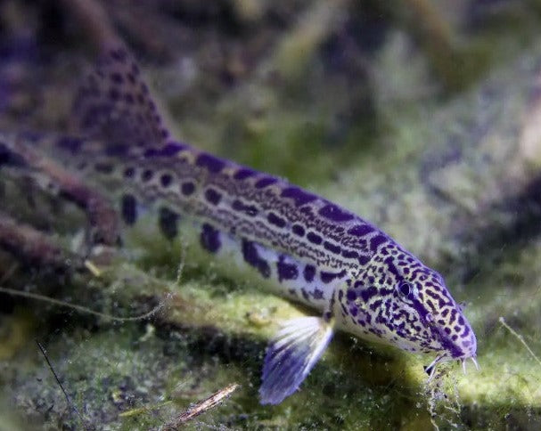 Spined Loach