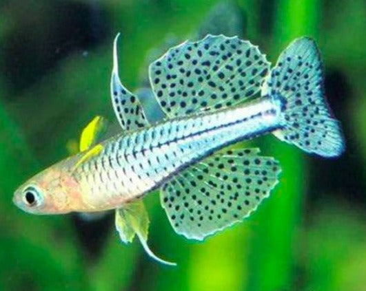 Spotted Blue Eye Rainbow my