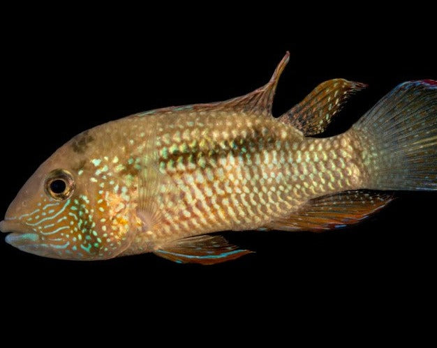 Tahuantinsuyoa Macantzatza "Inca Stone Fish"