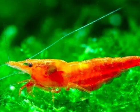 SS Grade Orange Sunkist Shrimp