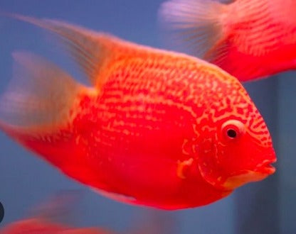 Heros "Super Red Severum"