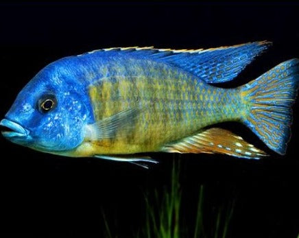 Protomelas Taeniolatus "Tangerine Tiger"