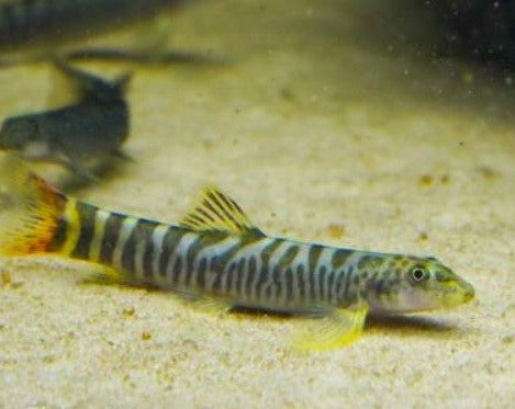 Ornate Tiger Sand Loach