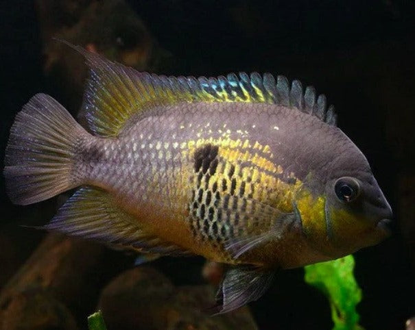 Archocentrus Myrnae "Topaz Cichlid"