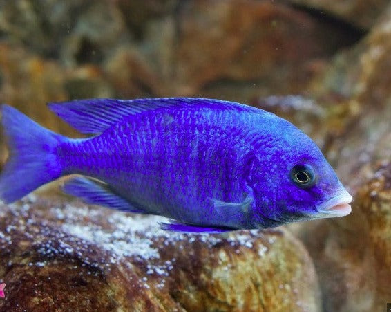 Placidochromis phenochilus "White Lips Mdoka"