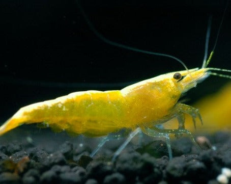 Common Yellow Shrimp
