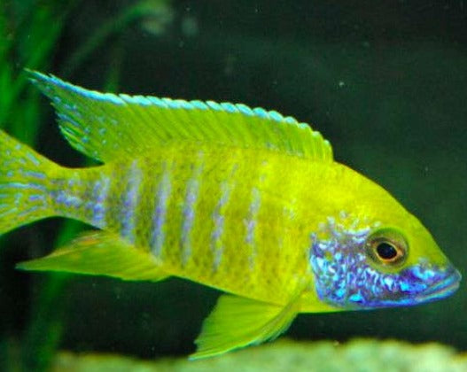 Aulonocara Baenschi "Nkhomo Reef Yellow Peacock"