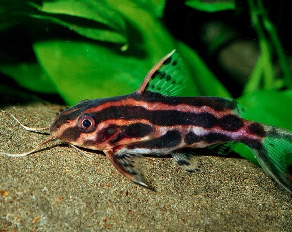 Yellow Banded Catfish