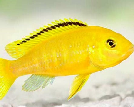 Labidochromis Caeruleus "Yellow Lab"