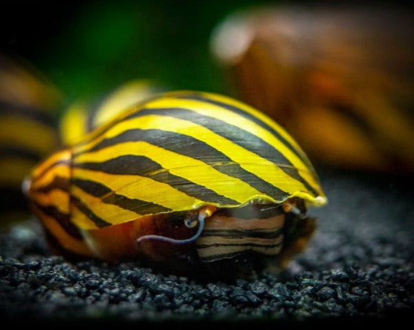 Zebra Nerite Snail