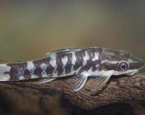 Otocinclus - Zebra Catfish