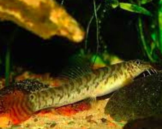 Zipper Loach