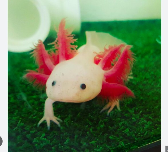 Axolotls – THE EVOLVED FISH