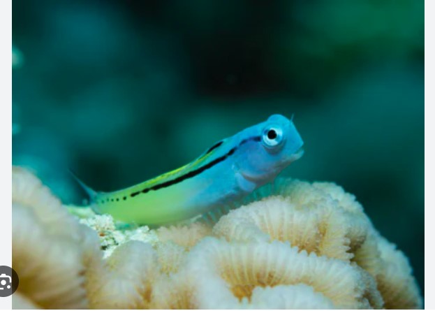 Saltwater Fish – THE EVOLVED FISH