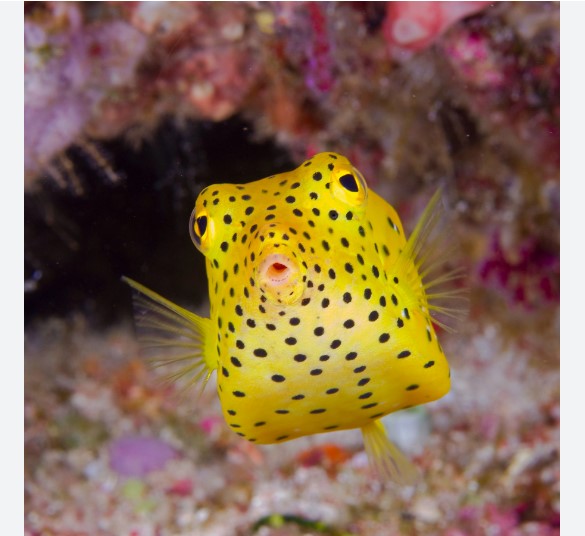 Salt Water Fish Inbox Saltwater Fish β THE EVOLVED FISH