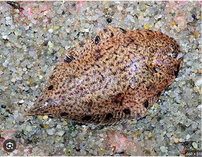 Saltwater Fish – THE EVOLVED FISH