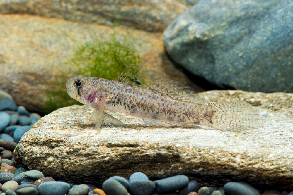 Freshwater Fish – THE EVOLVED FISH