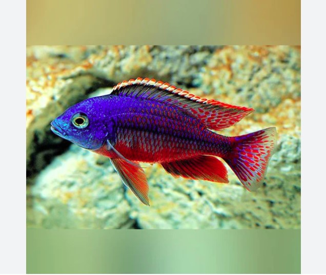 Haps – THE EVOLVED FISH