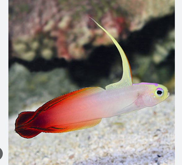 Saltwater Fish – THE EVOLVED FISH