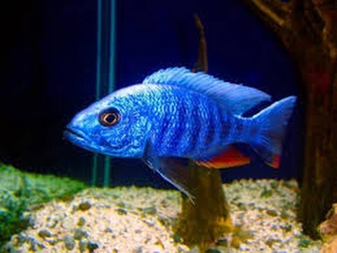 Cichlids – THE EVOLVED FISH