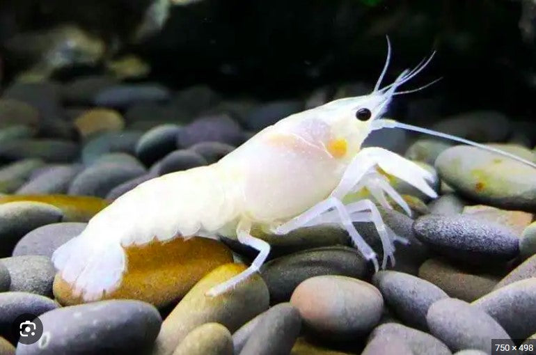 Fast Crustacean Crustacean – THE EVOLVED FISH