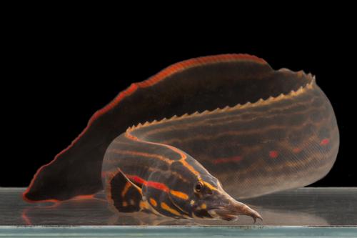 Freshwater Fish – THE EVOLVED FISH