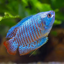Freshwater Fish – THE EVOLVED FISH
